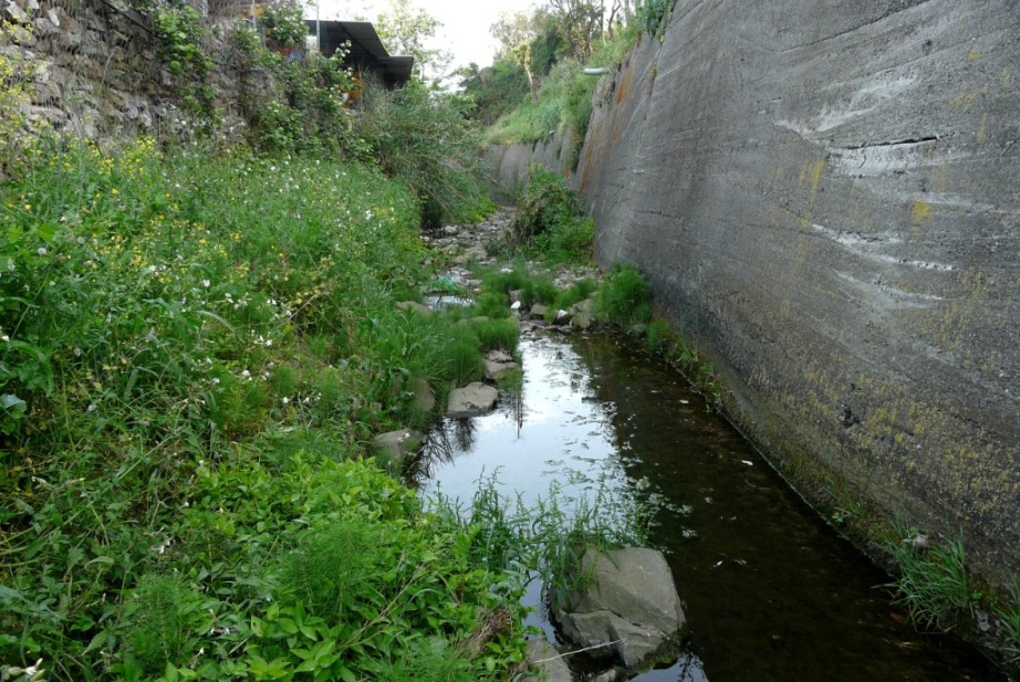 Rio Salivoli (Piombino) - rospi smeraldini in citt!